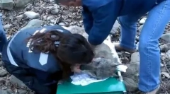 Istorija vukova navarre, koji je odabrao život
